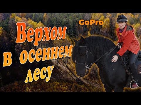 Верхом в осеннем лесу. Конная прогулка от первого лица. GoPro.