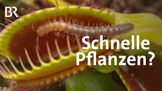 Bionik: Blitzschnelle Bewegungen bei Pflanzen | Gut zu wissen | BR