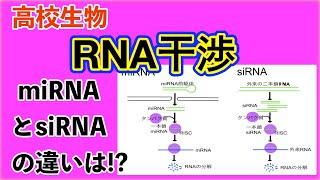 高校生物「RNA干渉（RNAi)」