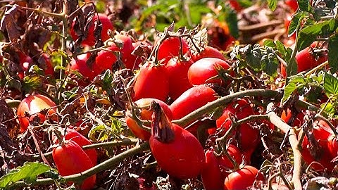 No patents on naturally-obtained plants and seeds