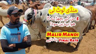 Mandi Loot Li. Malir Cattle Mandi Ka Behtareen Soda. Rates Behtar Huay?