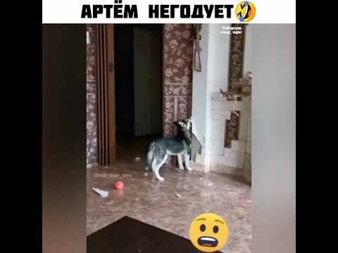 Давай купил собаку