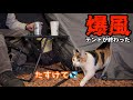 強風の中突如現れた猫。テント崩壊！怯える猫！もうめちゃくちゃ！！