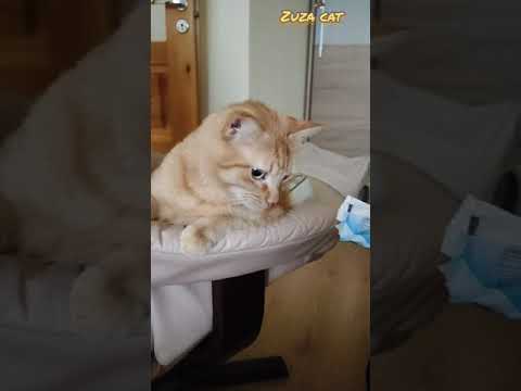 Video: 4 Būdai, Kaip Palaikyti Savo Vidinį Katiną, Kol Esi Išvykęs