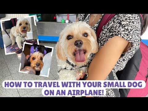 Videó: Hogyan juthat el a kutya a repülőtéren könnyedén