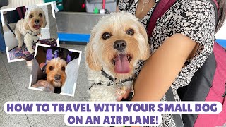 5 Easy Steps to Get You Ready to Travel on a Plane with a Small Dog!