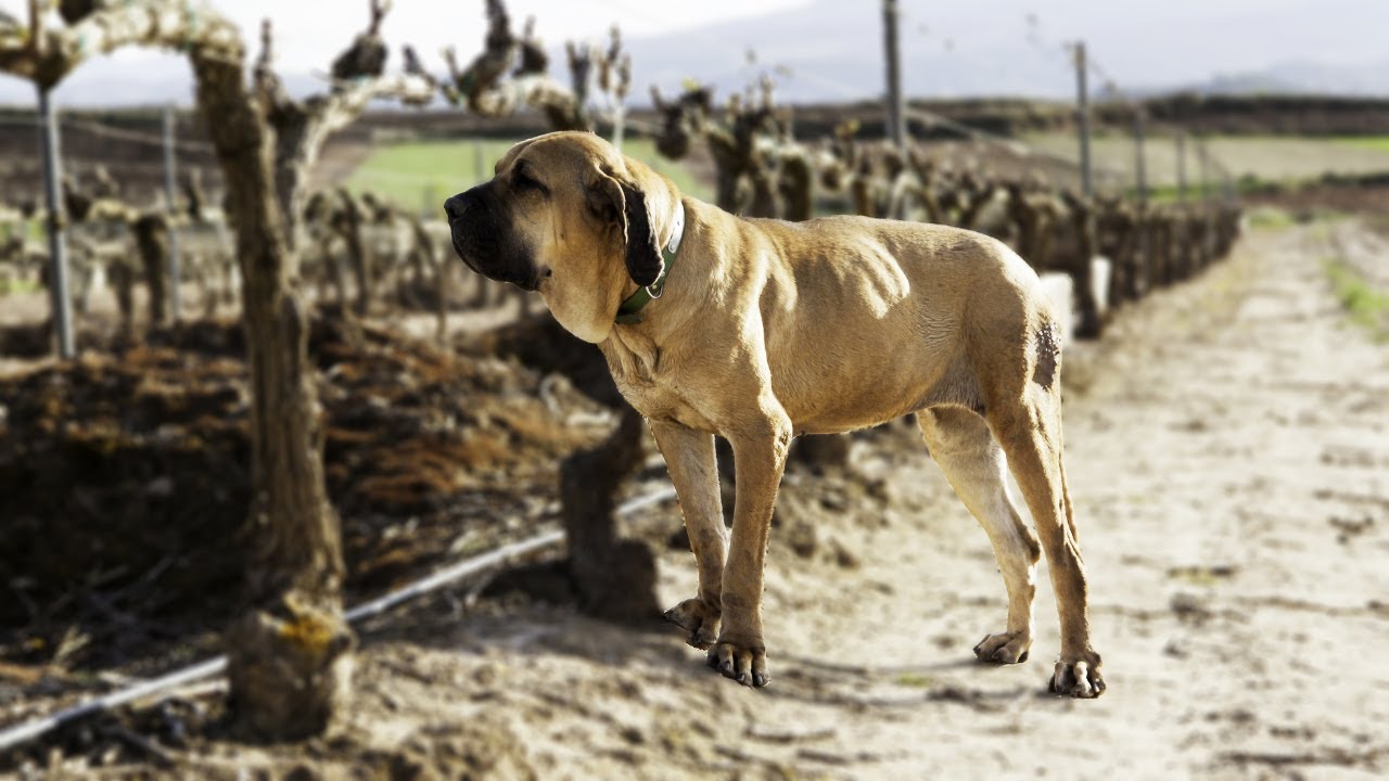 Brindle Female Guardian Fila Brasileiro Dog Brazilian Mastiff