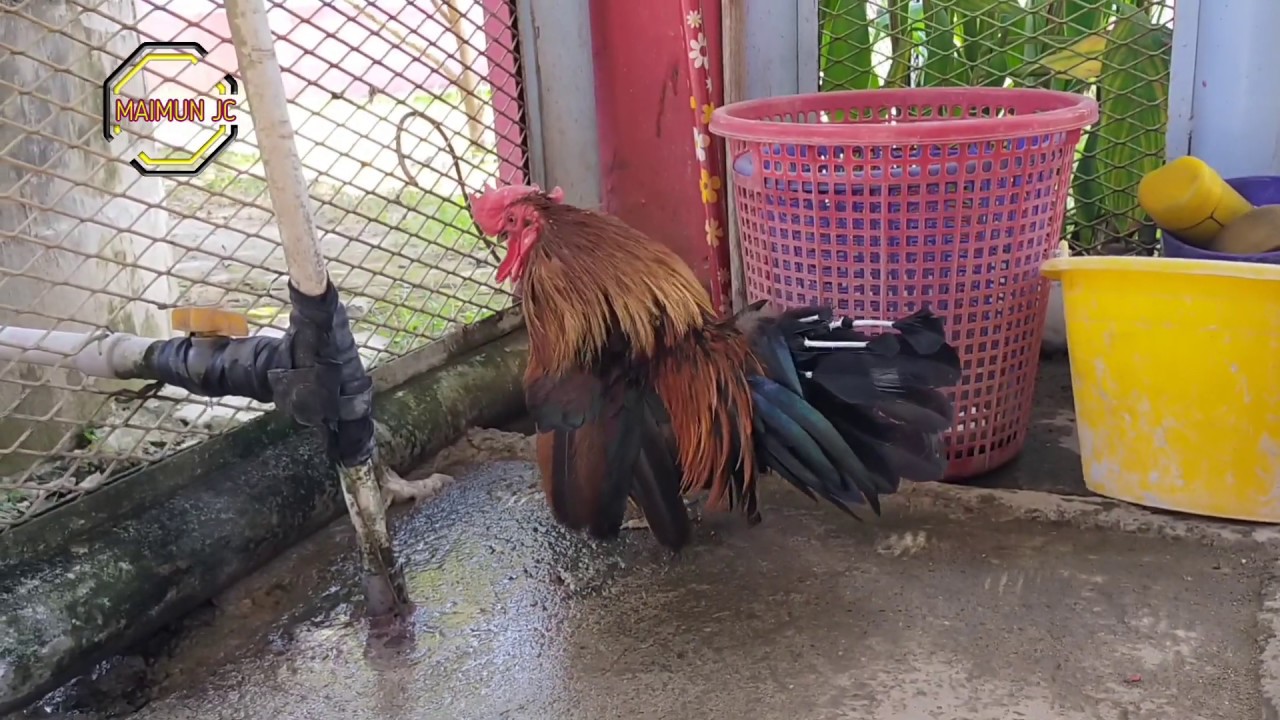 Ayam serama kate 