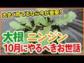 【根菜栽培】10月のお世話が超重要！大根・ニンジンを太く大きく育てる管理のコツを徹底解説【シェア畑】【農園ライフ】