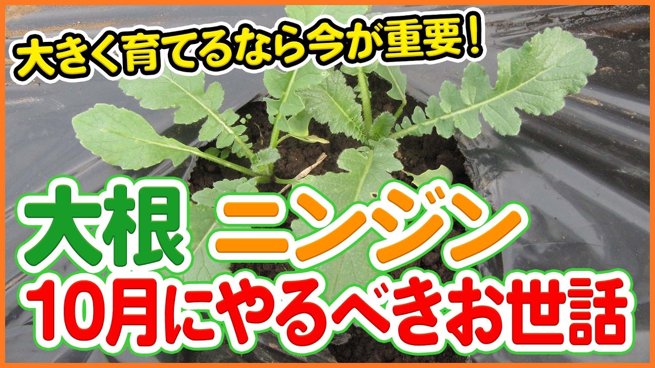 【根菜栽培】10月のお世話が超重要！大根・ニンジンを太く大きく育てる管理のコツを徹底解説【シェア畑】【農園ライフ】