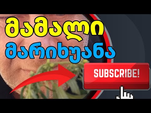 როგორ გამოიყურება მამალი მარიხუანა