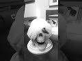 Halloween candle #halloween #monstermash