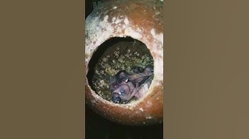 Java Breeding Progress / Colony Breeding