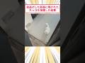 夜逃げした部屋に残されたネッコを保護した結果 #2ch動物スレ #猫動画 #猫のいる暮らしのサムネイル