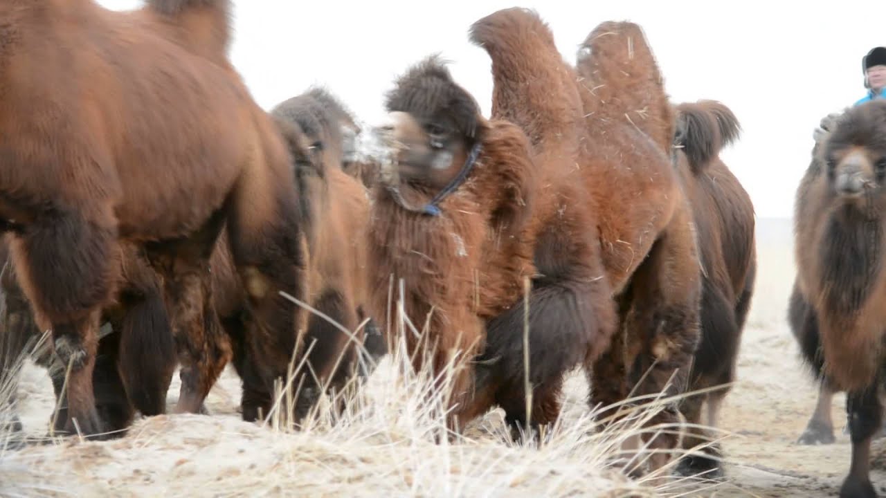 temeechin bolno bi bolortuya