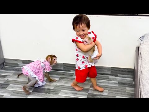 Monkey Kaka was jealous when saw Diem hugging baby monkey Mit