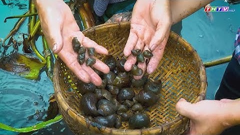 "Ốc đắng" Câu chuyện của ngày xưa | Miền ký ức