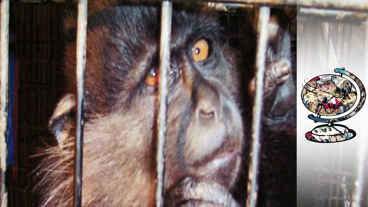 Film backdrop image for The Monkeys Murdered to Fill America's Zoos (2016)