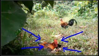 LIHAT..!! GANASNYA AYAM LIAR INI..MEMBUAT AYAM PIKAT TERSUNGKUR (BUJANG PEMIKAT)