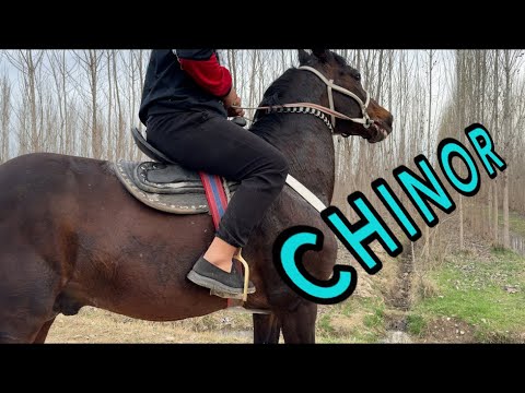 Chinor laqablik ot sotuvda - YouTube