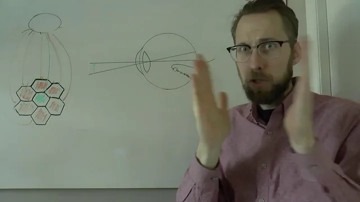 Review of Neuronal Cells in the Eye and Centre/Surround Receptive Fields