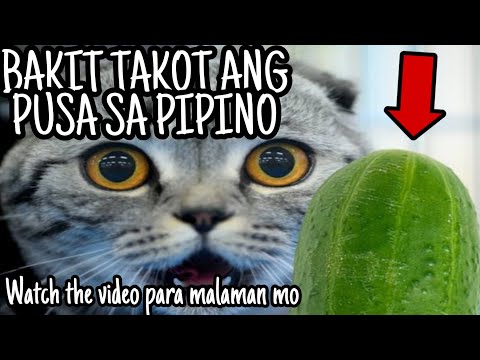 Video: Bakit Takot Ang Mga Pusa Sa Mga Pipino?