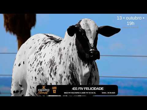 LOTE 12   MVRF 431