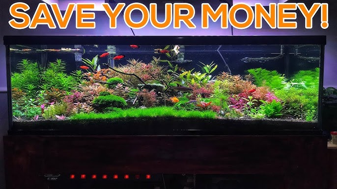 Plant ID: Any idea what plant/moss is this? It's uhhh… doing pretty well in  my tank. : r/PlantedTank