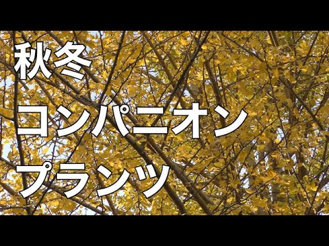秋冬コンパニオンプランツ ブロッコリー ニンジン 青梗菜 芽キャベツ ほうれん草 コンパニオンプランツは何 家庭菜園 Kitchen Garden Routine Vlog Youtube