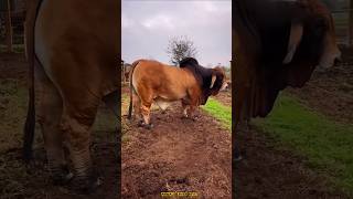 wow amazing qarbani cow 2026 🔥💯🐂