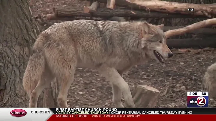 U.S. House passes bill removing federal protections on gray wolves