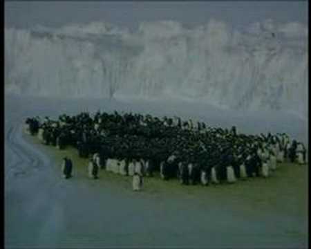 Emperor Penguin -- Long Winter Wait