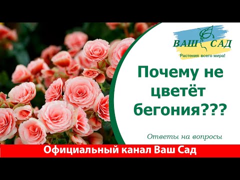 Отвечаем на вопросы, почему не цветёт бегония. Ваш сад