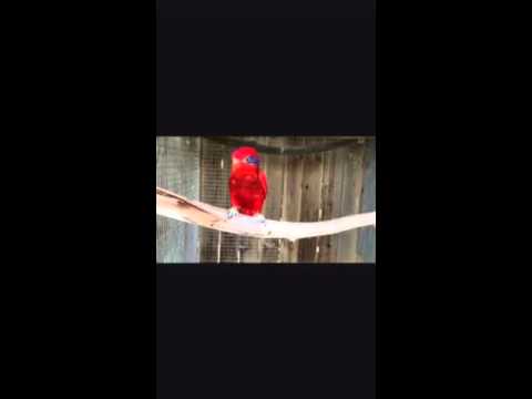 Blue Streaked Lory