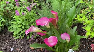 Mid June Garden Tour