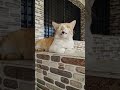 #cats#catvideos #studywithmeandmycat #funnyanimal #angrytiger #cat