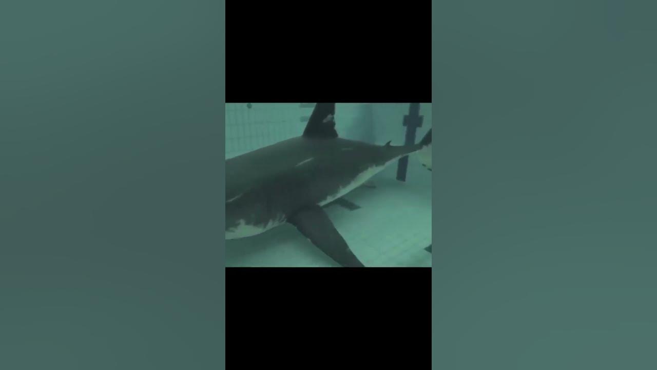 Акулы снятые на камеру. Акула напала на человека в Египте 2023.