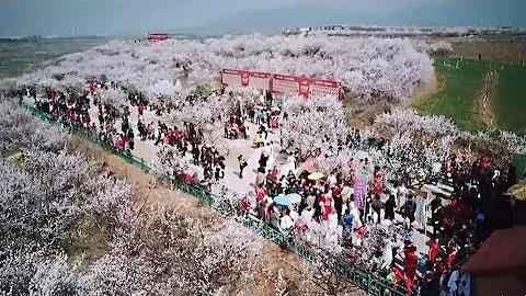 Peach flowers are in full blossom in northern China - DayDayNews