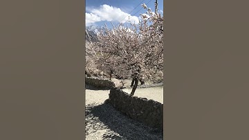 Thumbnail of Apricot blossom