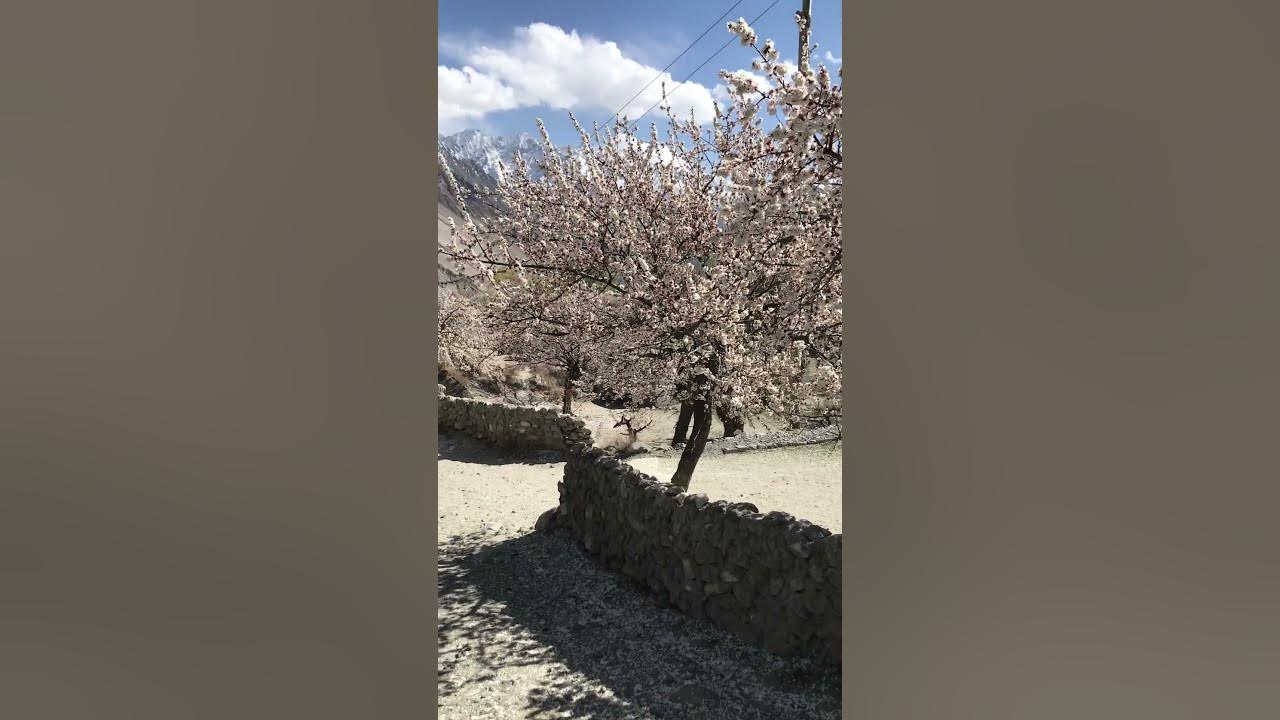 Apricot blossom