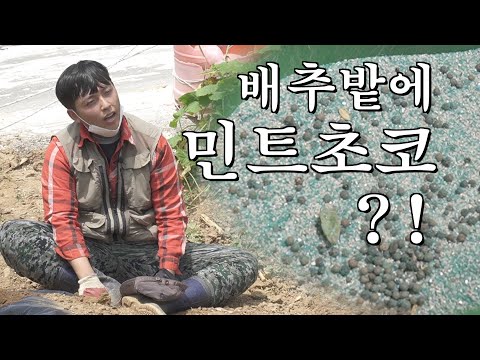 배추밭에 민트 초코를 한번 줘 보겠습니다 😱😰 (#민초단 #순자엄마_만나고싶어요^^ #배추밭에_머선129)