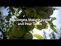 Gardening Advice | How to rejuvenate mature Apple and Pear Trees