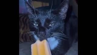 Cat Licking Ice Cream