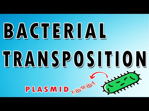 Video: Perbedaan Antara Plasmid Dan Transposon