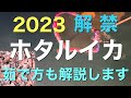 2023 ホタルイカ掬い 解禁 美味しい茹で方も解説します