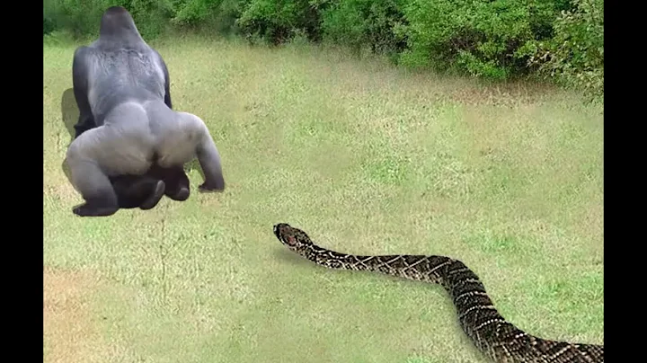 大猩猩的兴奋激怒了巨蟒，随后发生了令人毛骨悚然的猎杀！蟒蛇的攻击！ - 天天要闻