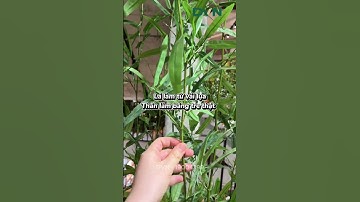 Trúc quân tử giả mà siêu đẹp, siêu tự nhiên luôn ạ  #caycanh #caygiatrangtri