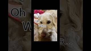 Hey Have You Seen This Dog?