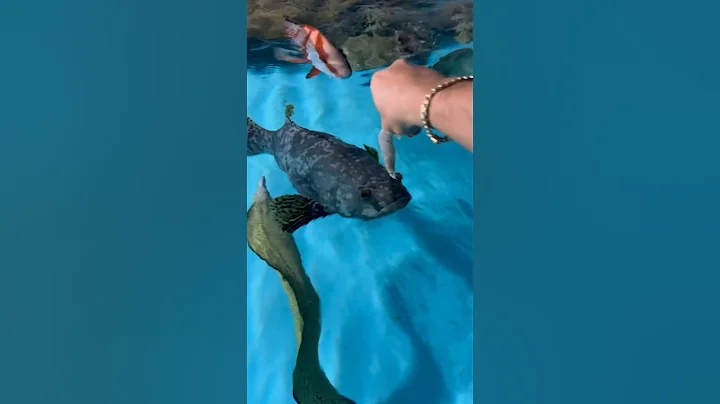 Feeding My Pet 50lb Grouper!!