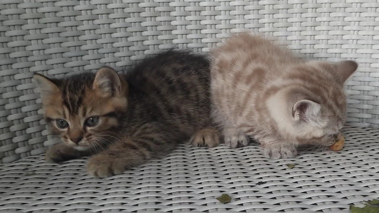 Loreng dan Oren bermain dikursi dengan gerakan kesit dan lincah dan garuk garuk kukunya